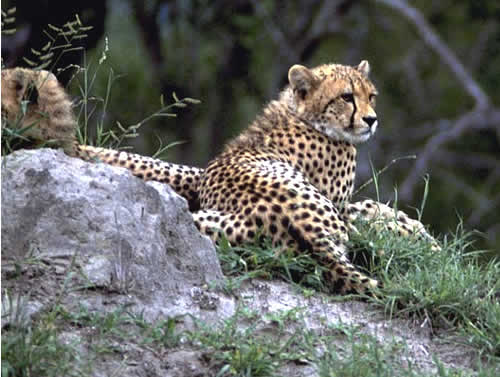 Gepard